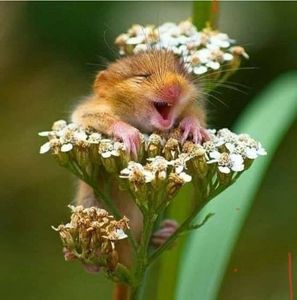 Meet your Posher, Deborah